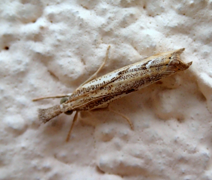 Crambidae